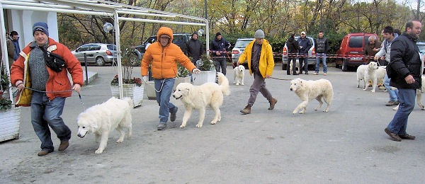 Le Foto Dei Cani Presenti Al Raduno Del Mastino Abruzzese Di Manoppello Pastori Abruzzesi